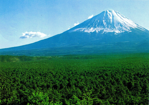 Regarde autour de toi. Aokigahara. Une immense mer d’arbres grouillante de vie et d’une beauté indescriptible. Mais qui pue la charogne ironiquement, il y a plus de suicides ici qu’en n’importe quel endroit au monde. »