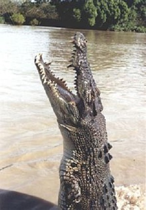 Une bête pas vilaine… © Pinnacle Source : Wikipedia https://fr.wikipedia.org/wiki/Crocodile_(film,_2000)
